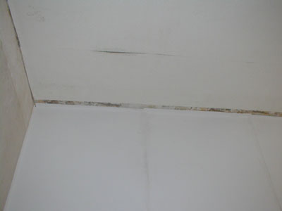 plafond bibli
