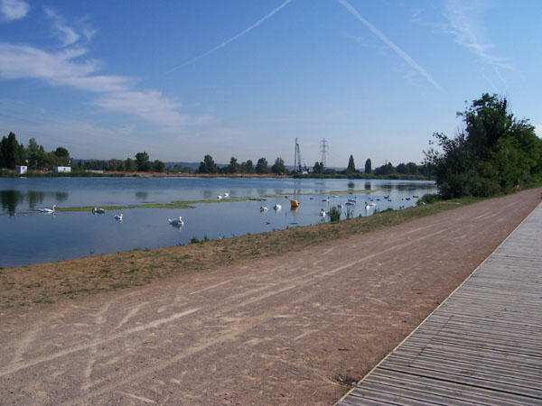 cygnes à Décines